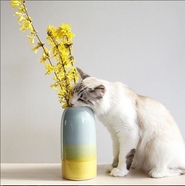 @dahlhausart for #PIAbudvases